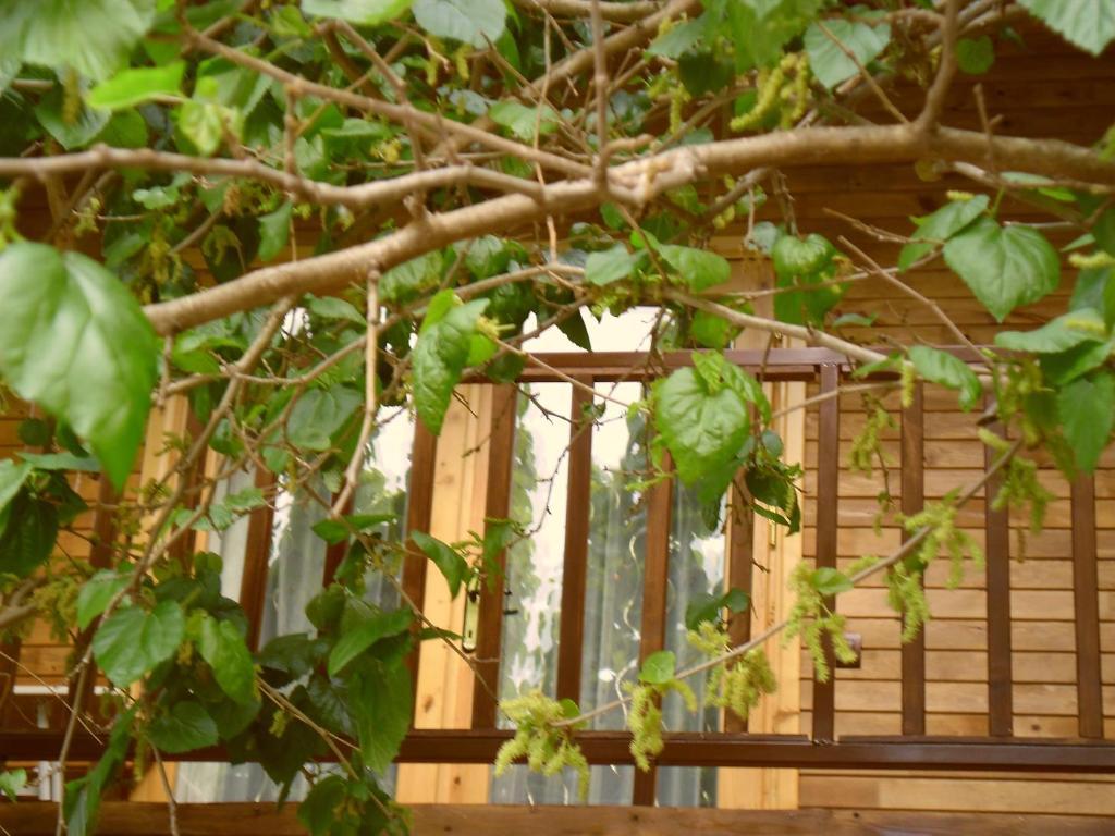 Hotel Cesur Pansiyon à Çıralı Extérieur photo